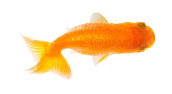 Pesce d'oro. Isolamento sul bianco. — Foto Stock
