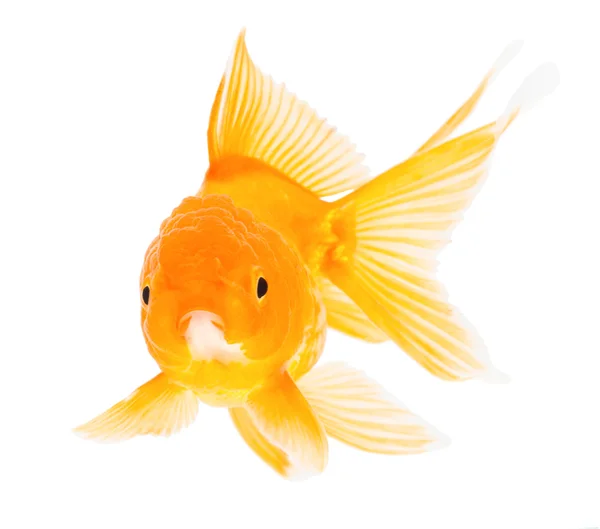 Gold fish. Isolation  on the white. — Stock Photo, Image