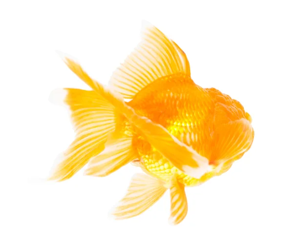 Peixe dourado. Isolamento no branco. — Fotografia de Stock