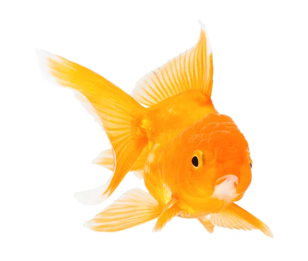 Gouden vis. Isolatie op het wit. — Stockfoto