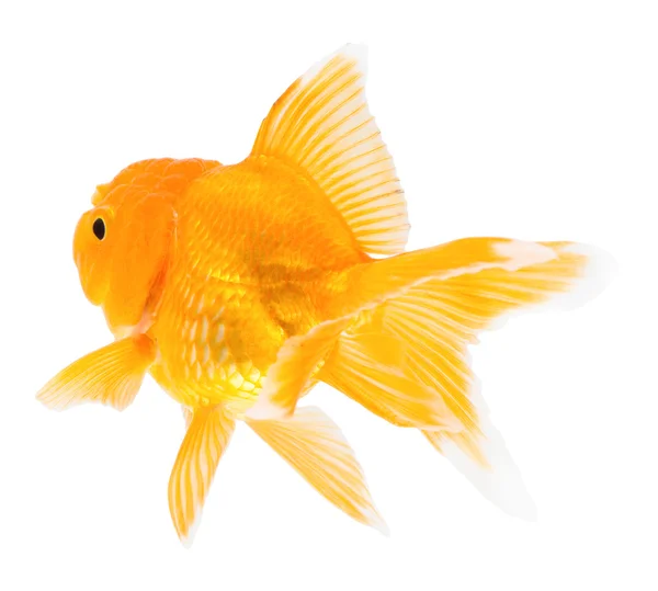 Gouden vis. Isolatie op het wit. — Stockfoto