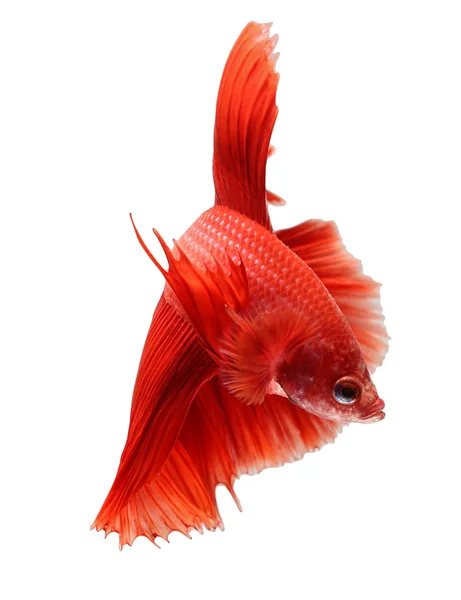 Peixe de combate siamês, betta isolado no fundo branco . — Fotografia de Stock