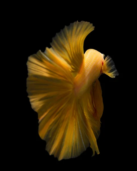 Pescado siamés de combate aislado sobre fondo negro. — Foto de Stock