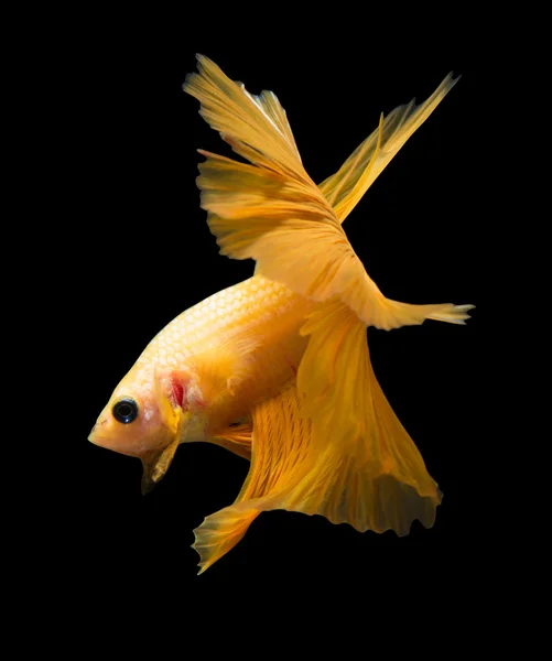 Pescado siamés de combate aislado sobre fondo negro. —  Fotos de Stock