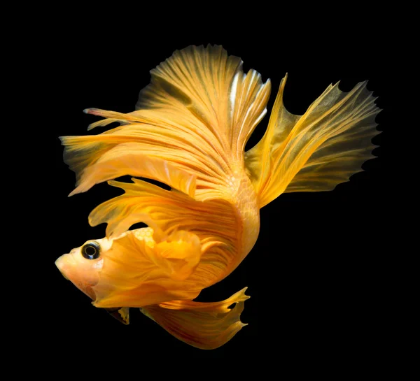 Siamese fighting fish isolated on black background. — Stock Photo, Image