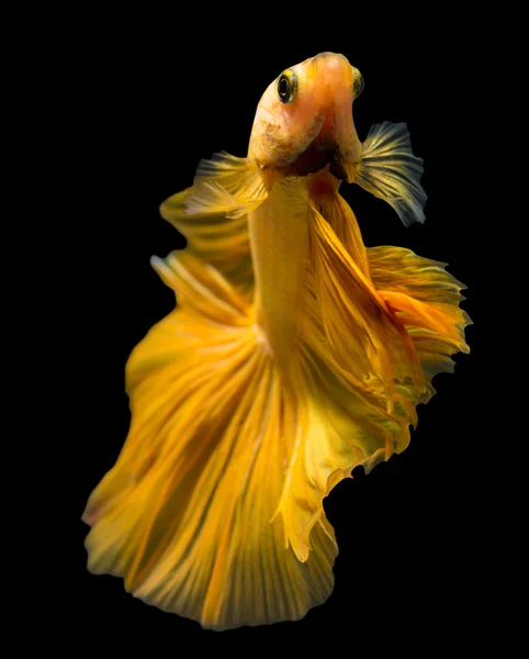 Siamesiska bekämpa fisk isolerad på svart bakgrund. — Stockfoto