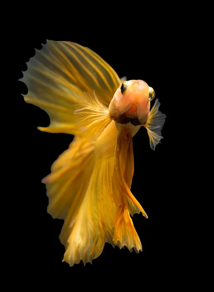 Pescado siamés de combate aislado sobre fondo negro. — Foto de Stock