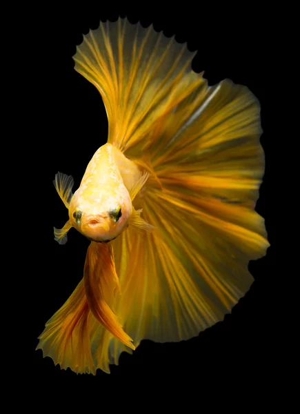 시암 물고기와 싸우는 검은 배경에서 분리되어 있는 물고기. — 스톡 사진