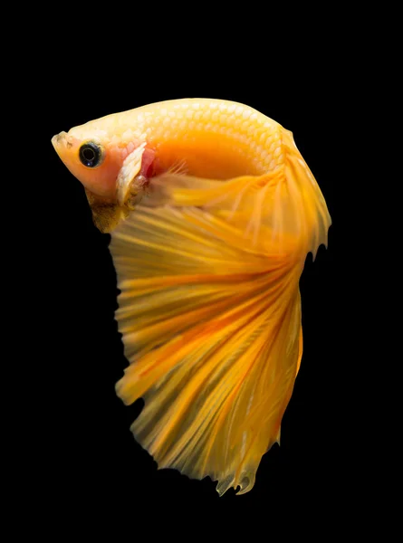 Siamesiska bekämpa fisk isolerad på svart bakgrund. — Stockfoto