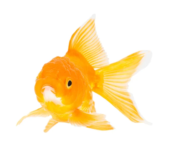 Zlatá ryba. Izolace na bílém. Stock Fotografie
