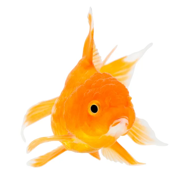 Zlatá ryba. Izolace na bílém. Stock Obrázky