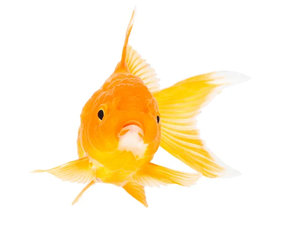 Zlatá ryba. Izolace na bílém. Stock Snímky