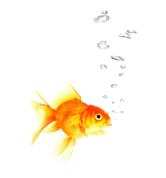 Gold fish. Isolation  on the white. — Stock Photo, Image