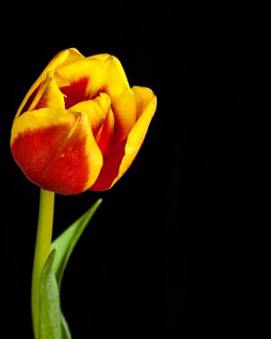 Lale çiçek siyah zemin