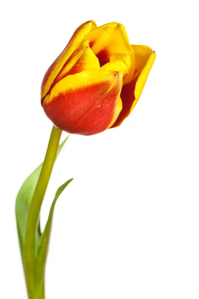 Tulpe Blume auf weißem Hintergrund — Stockfoto