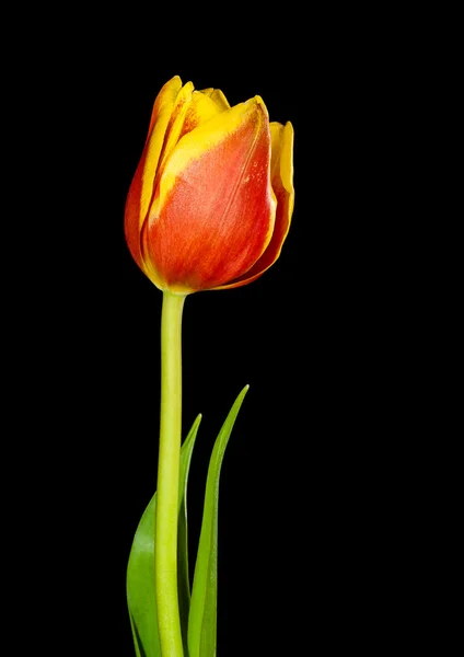 Tulipanblomst på svart bakgrunn – stockfoto