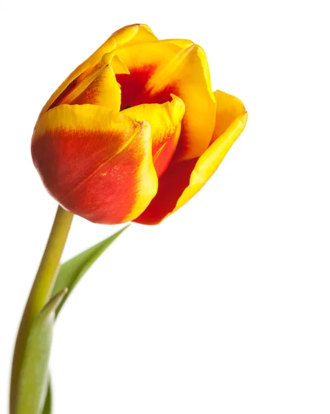 Tulipán květ na bílém pozadí — Stock fotografie