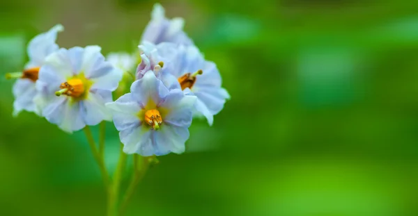 Beautiful flower of potato — Stock Photo, Image