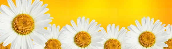 Camomille blanche fleur — Photo