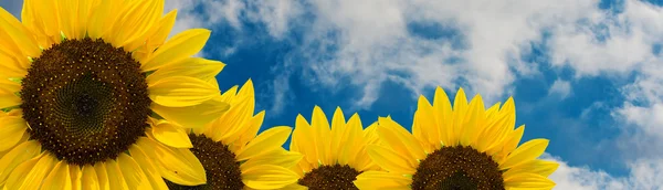 Bunga matahari melawan langit dengan awan — Stok Foto