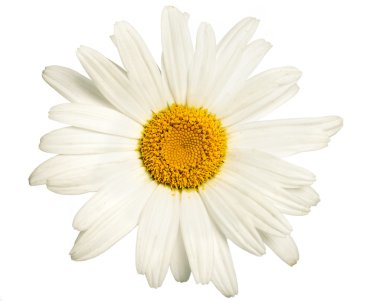 güzel papatya çiçekleri