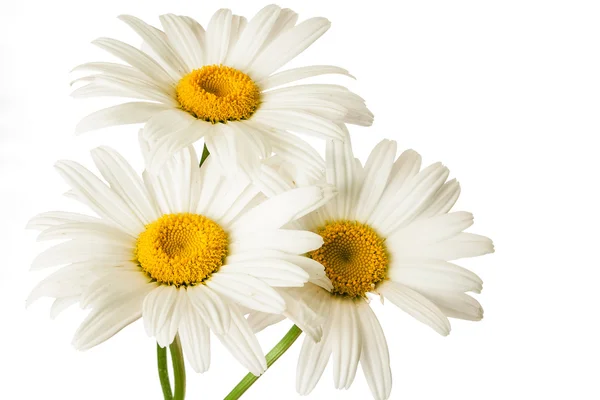Beautiful daisy flowers — Stock Photo, Image