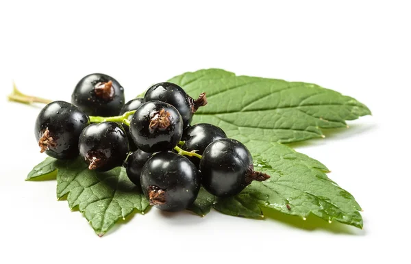 Bayas maduras de grosella negra — Foto de Stock