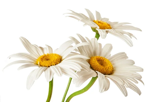 Beautiful daisy flowers — Stock Photo, Image
