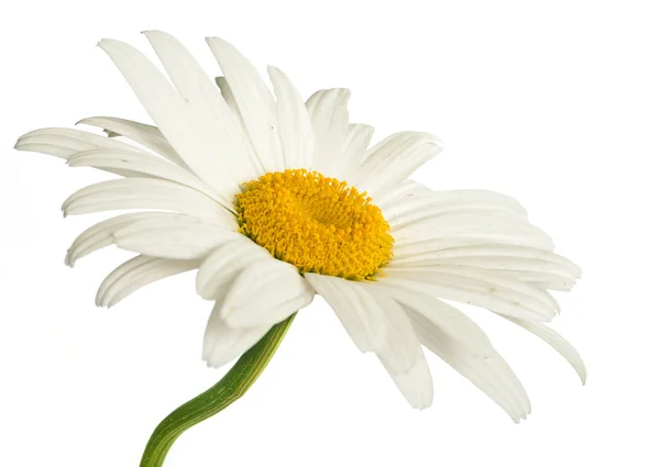 Vackra daisy blommor Stockbild