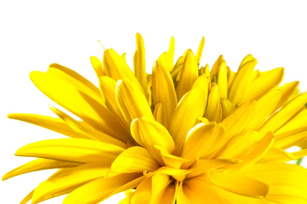 Estate fiore giallo — Foto Stock