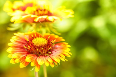 firewheel, gaillardia flower clipart