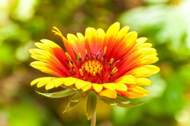 firewheel, gaillardia çiçek