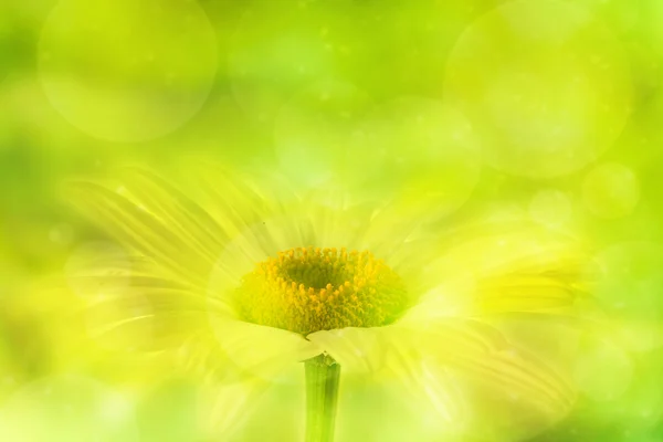 Witte kamille bloem — Stockfoto