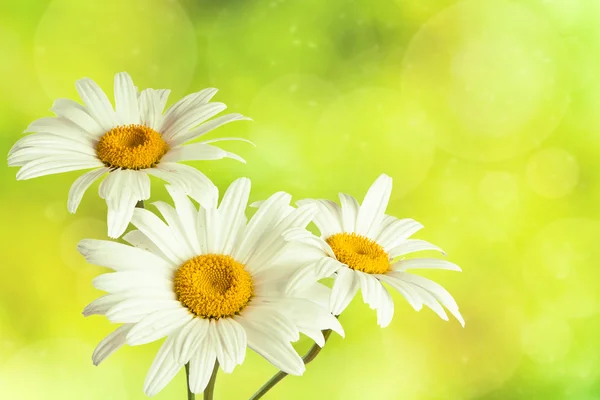 Witte kamille bloem — Stockfoto