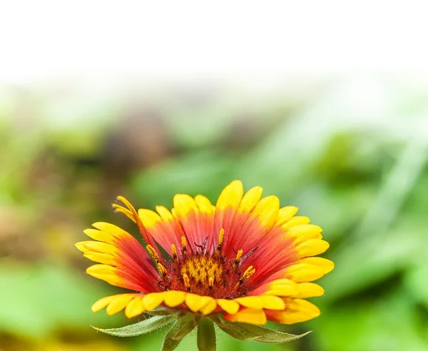 Roue à feu, fleur de gaillardie — Photo