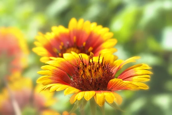 Firewheel, gaillardia çiçek — Stok fotoğraf