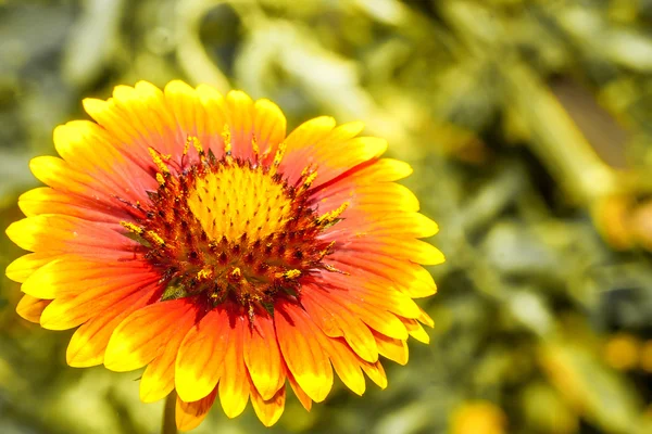 Firewheel, gaillardia çiçek — Stok fotoğraf