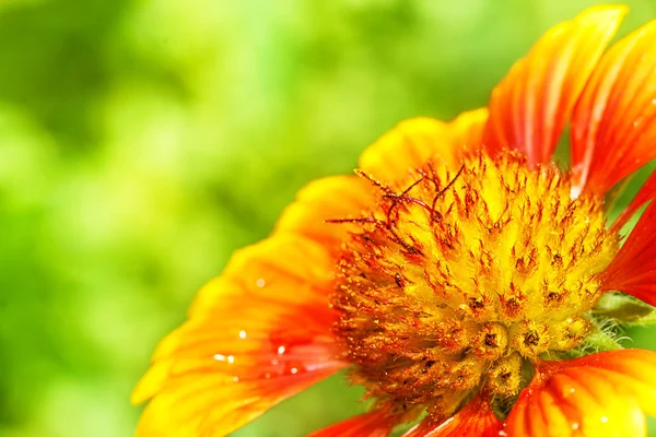 Firewheel, gaillardia çiçek — Stok fotoğraf