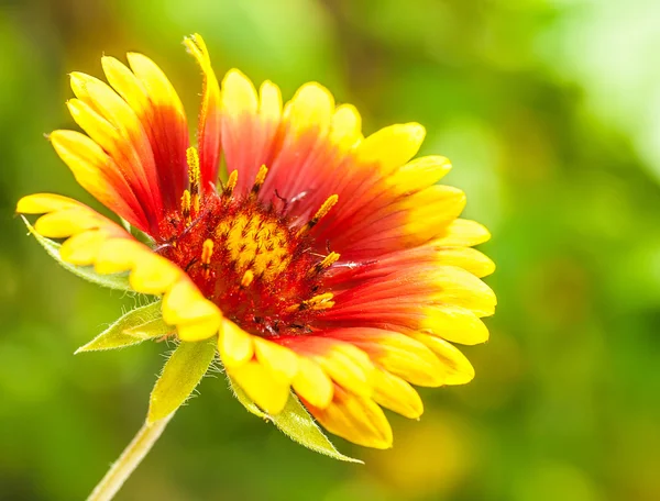 Kırmızı firewheel çiçek — Stok fotoğraf