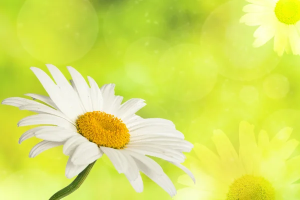 白いカモミールの花 ストック写真