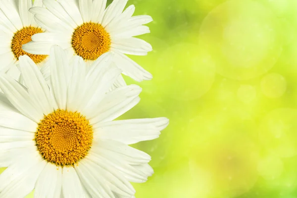 Witte kamille bloem Rechtenvrije Stockafbeeldingen