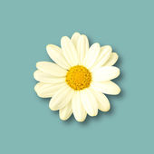 Realistic Daisy flower