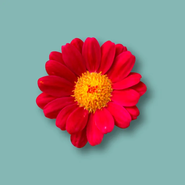 Fleur de marguerite réaliste — Image vectorielle