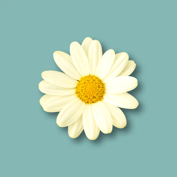 Fleur de marguerite réaliste — Image vectorielle