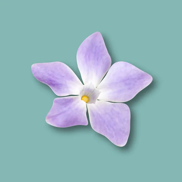 Ρεαλιστική βιγκών λουλούδι — Διανυσματικό Αρχείο
