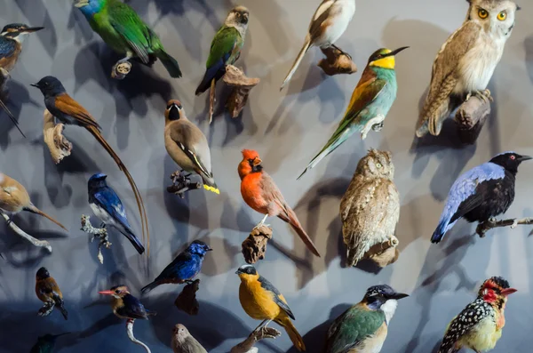 Birds of the World — Stock Photo, Image