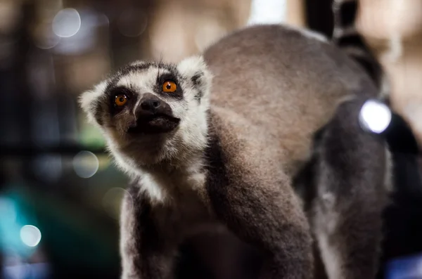 Oynak Lemur koşturup — Stok fotoğraf