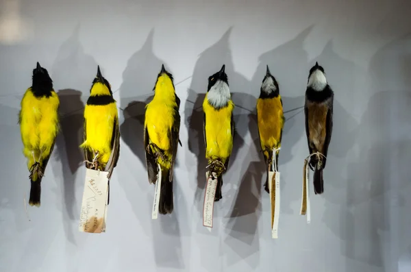 Birds on display in a museum — Stock Photo, Image