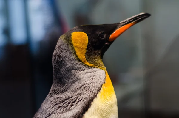 Imperatore pinguino ritratto — Foto Stock