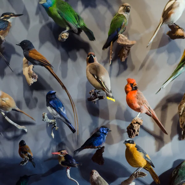 Oiseaux du monde Image En Vente